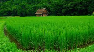 green-grass