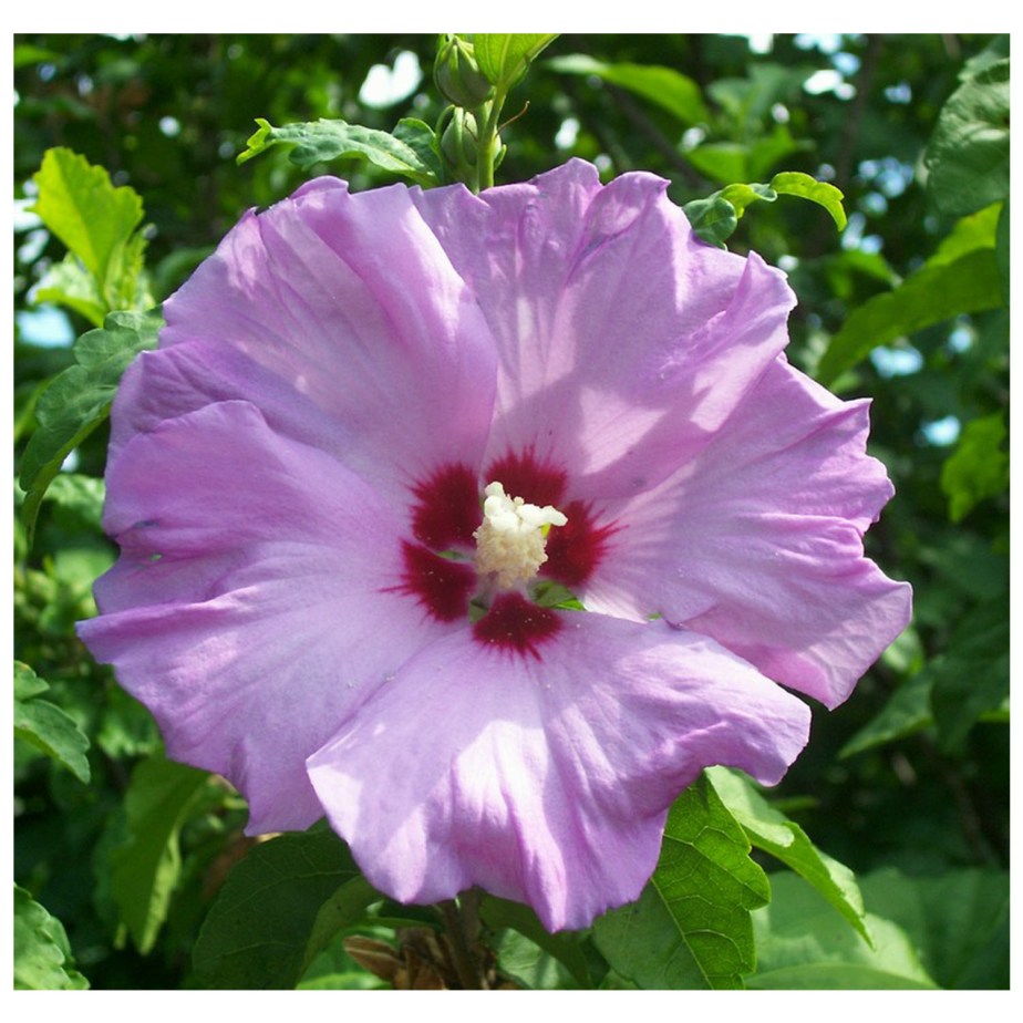 RoseOfSharon-Purple_1500x1500