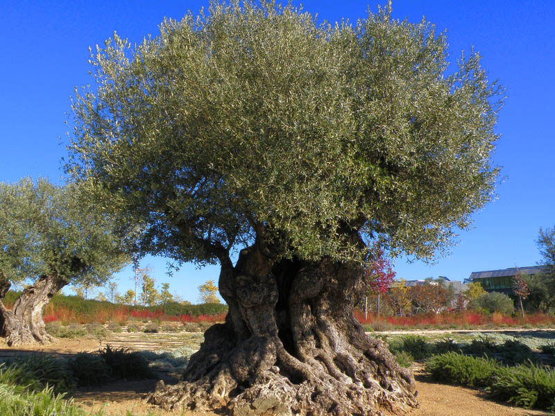 olive tree
