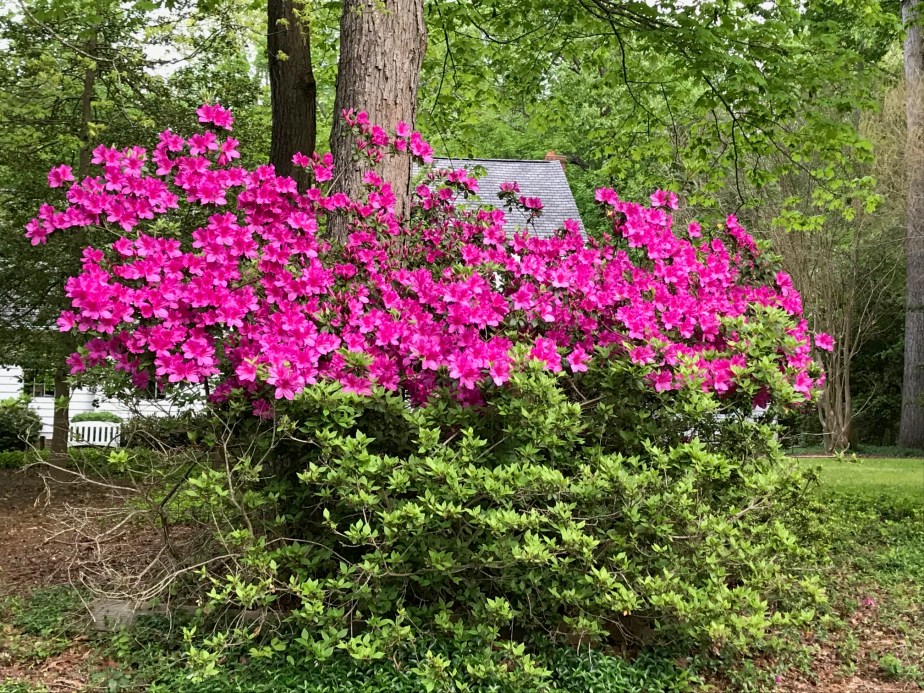 Azaleas at 117 spring 2019