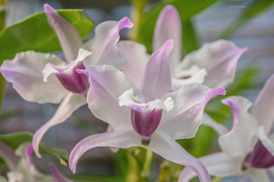 84271254_2696067740446706_1742200264682635264_o