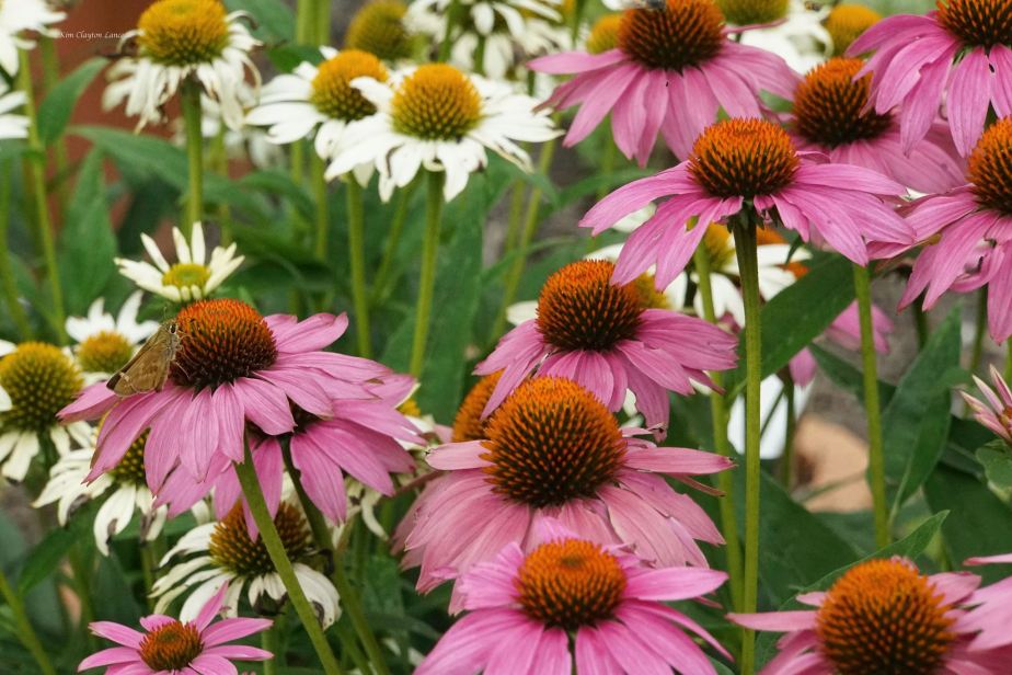 Abundance of Your Steadfast&nbsp;Love